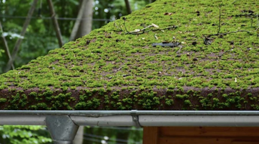 How To Clean And Prevent Roof Moss